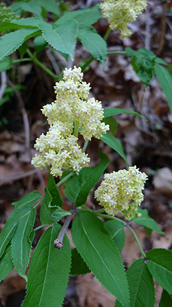 Uploaded Image: /vs-uploads/images/staghorn sumac_small.jpg